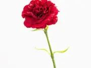 Miniatura Celebrar a liberdade em livros